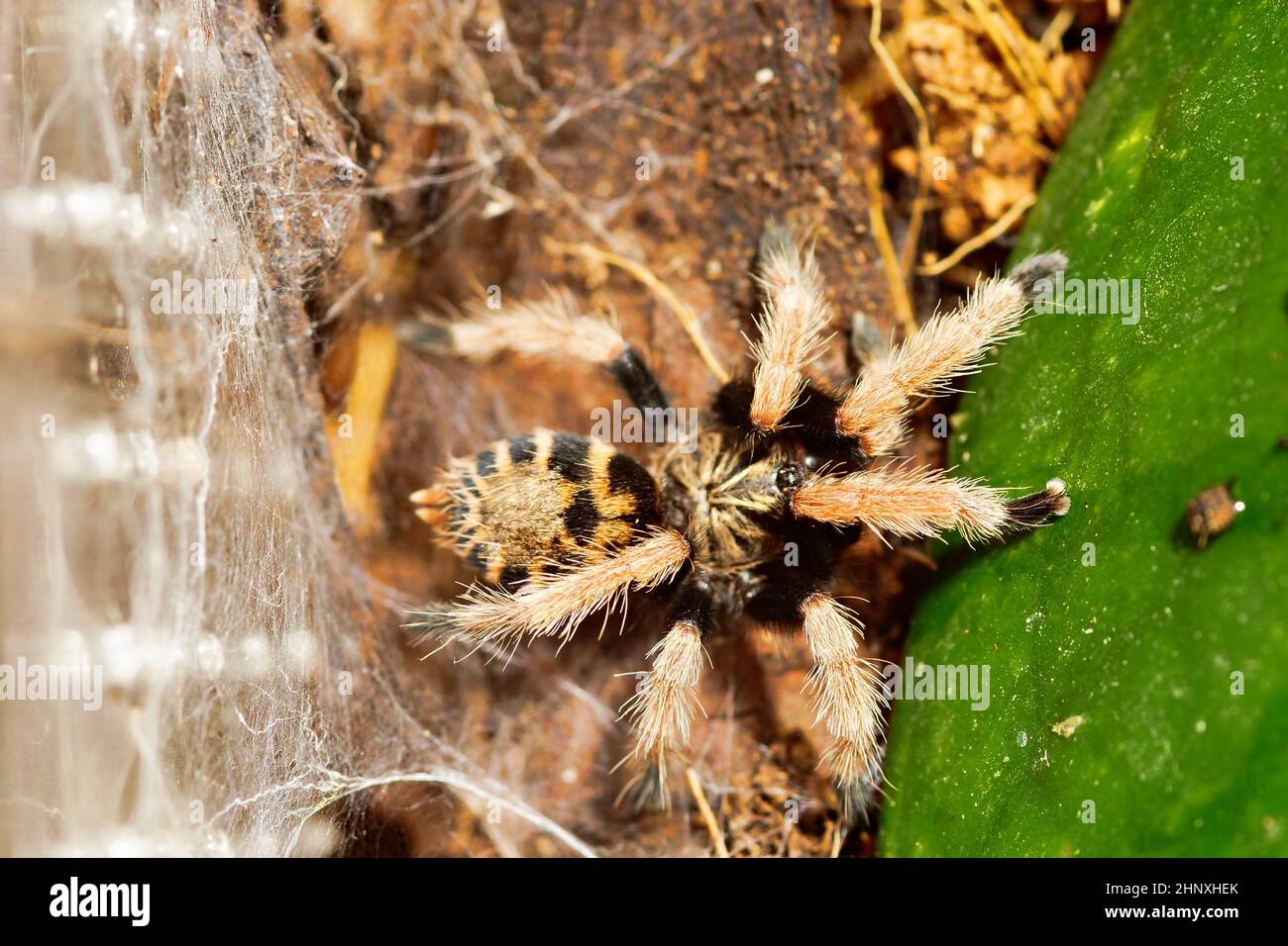 Closeup shot of a tarantula spider on the ground Stock Photo