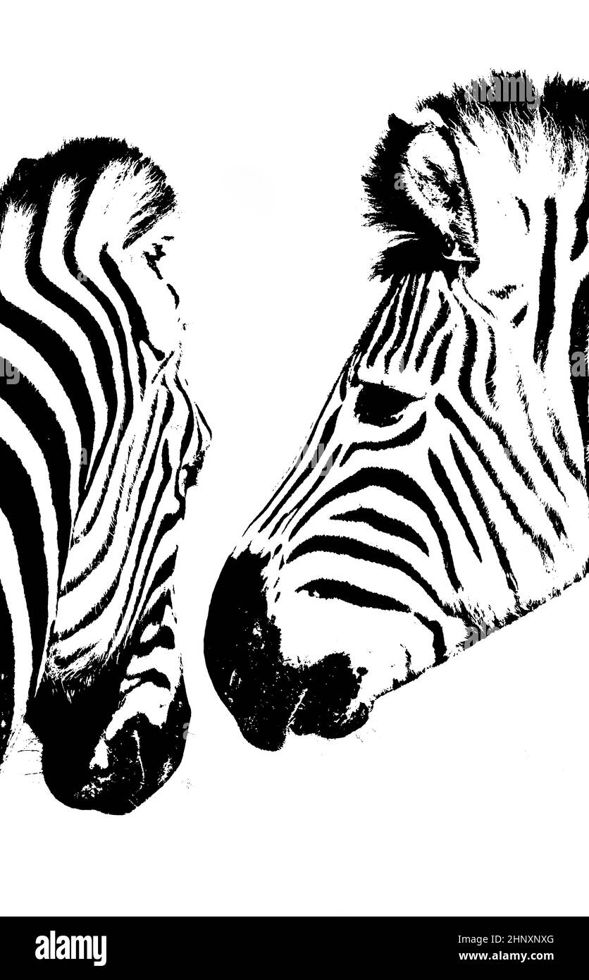 Zebras in black & white Stock Photo Alamy