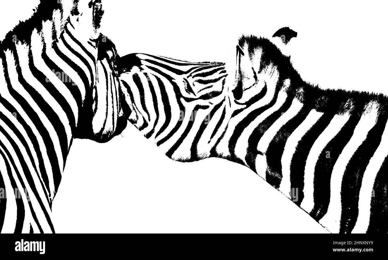 Zebras in black & white Stock Photo Alamy