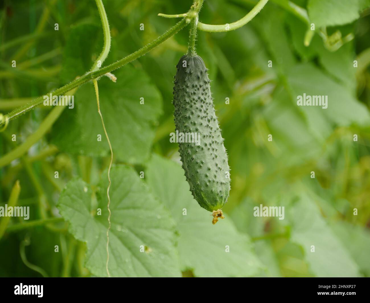 green prickly cucumber on a branch in a greenhouse Stock Photo Alamy