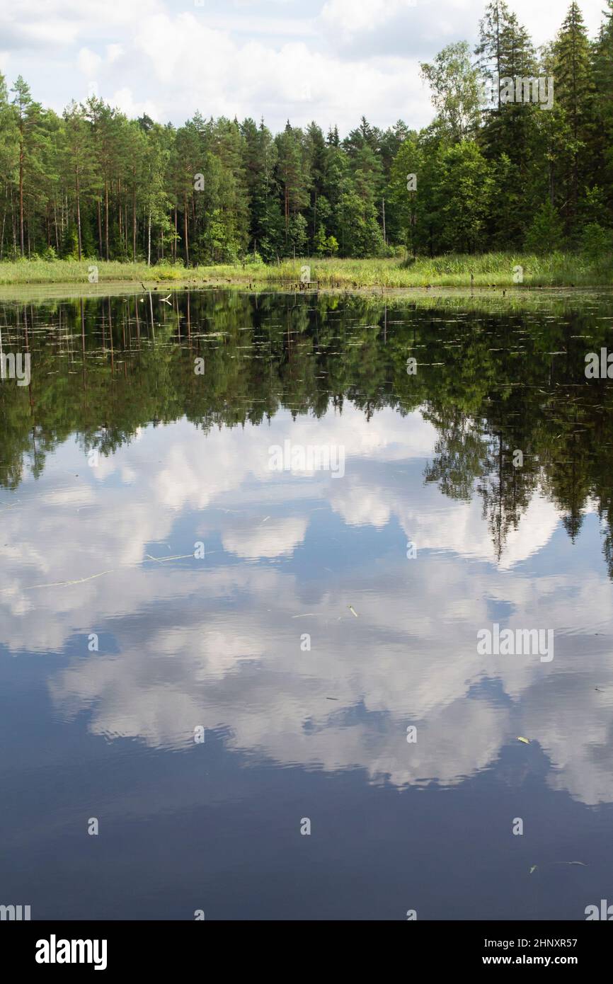 Mirror surface of the river water surface in the middle of the forest ...