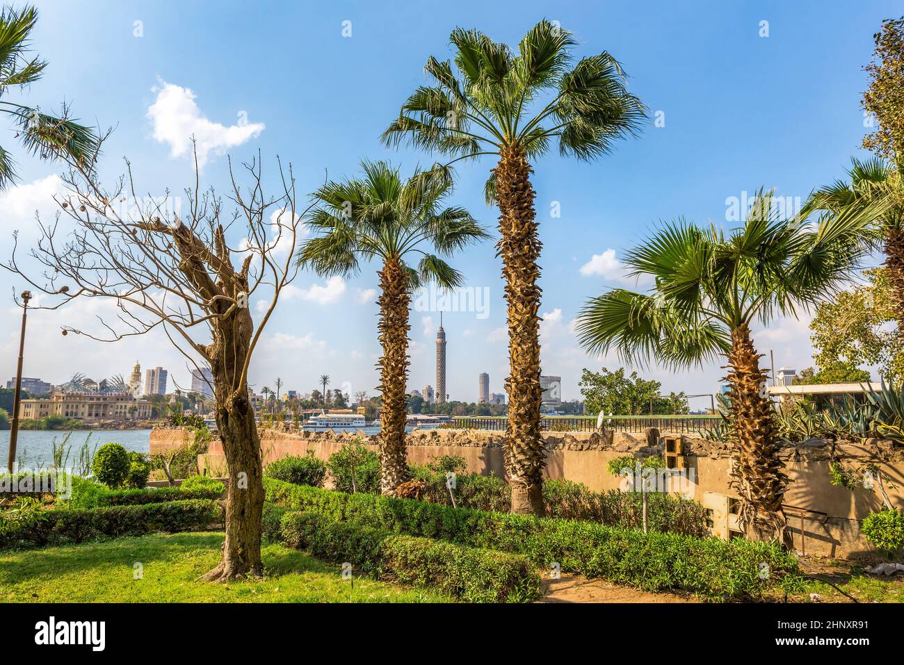 Trees in cairo hi-res stock photography and images - Alamy