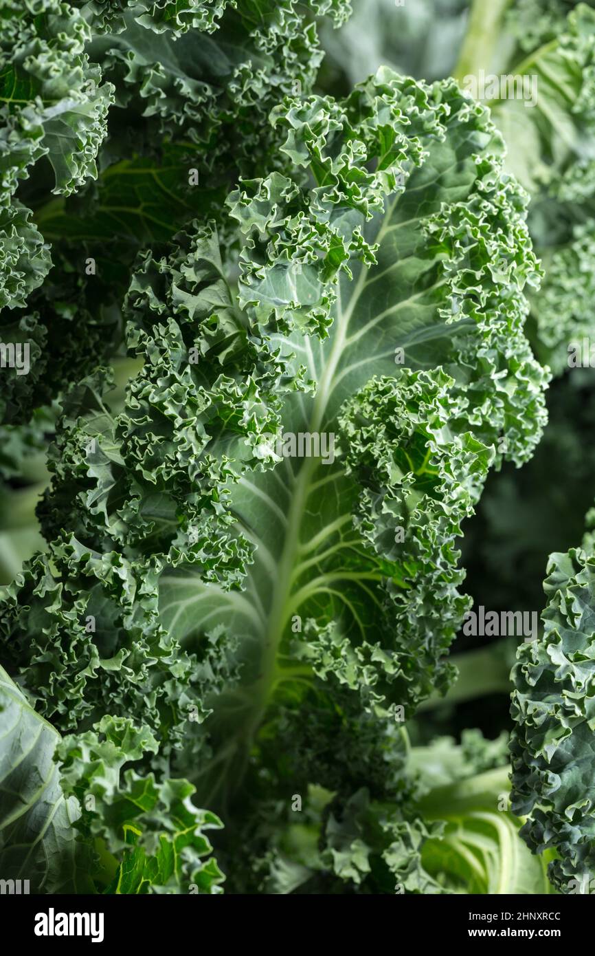 A healthy fresh curly kale Stock Photo Alamy