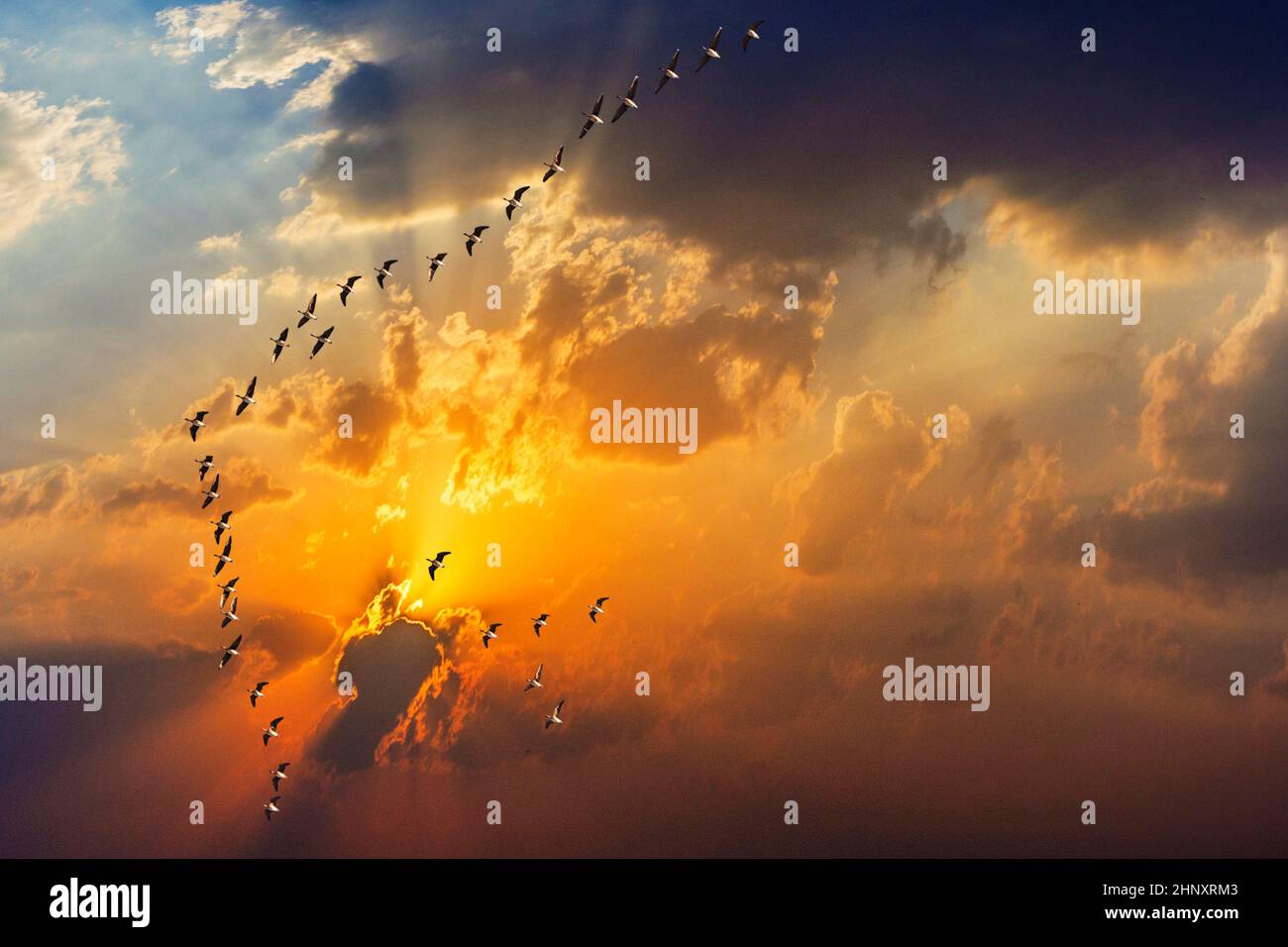 Goose flying sun sunset hi-res stock photography and images - Alamy