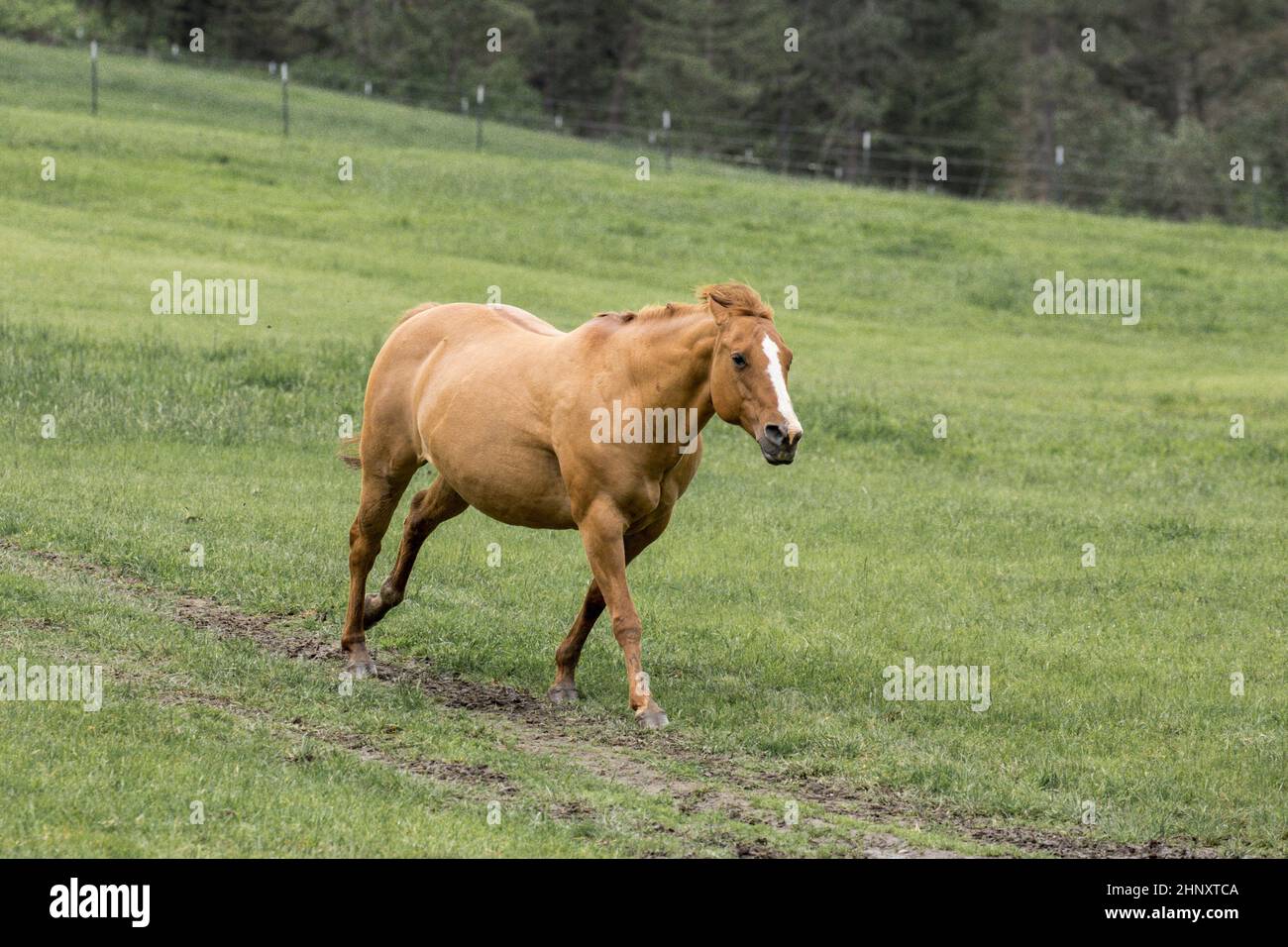 A chestnut colored horse runs in a lush green pasture in north Idaho