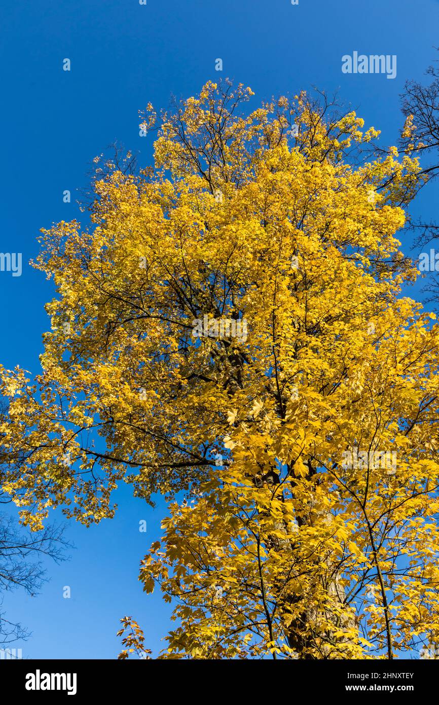 yellow leaves of tree in autumn under blue sky as symbol of nature ...