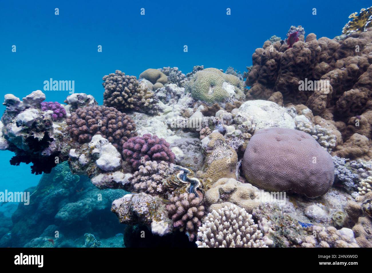 coral reef with stony corals on the bottom of red sea Stock Photo