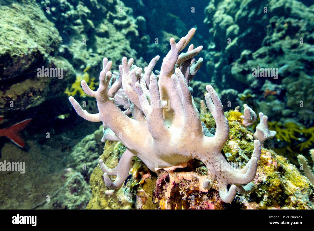 coral reef with great soft coral sinularia on the bottom of  tropical sea Stock Photo