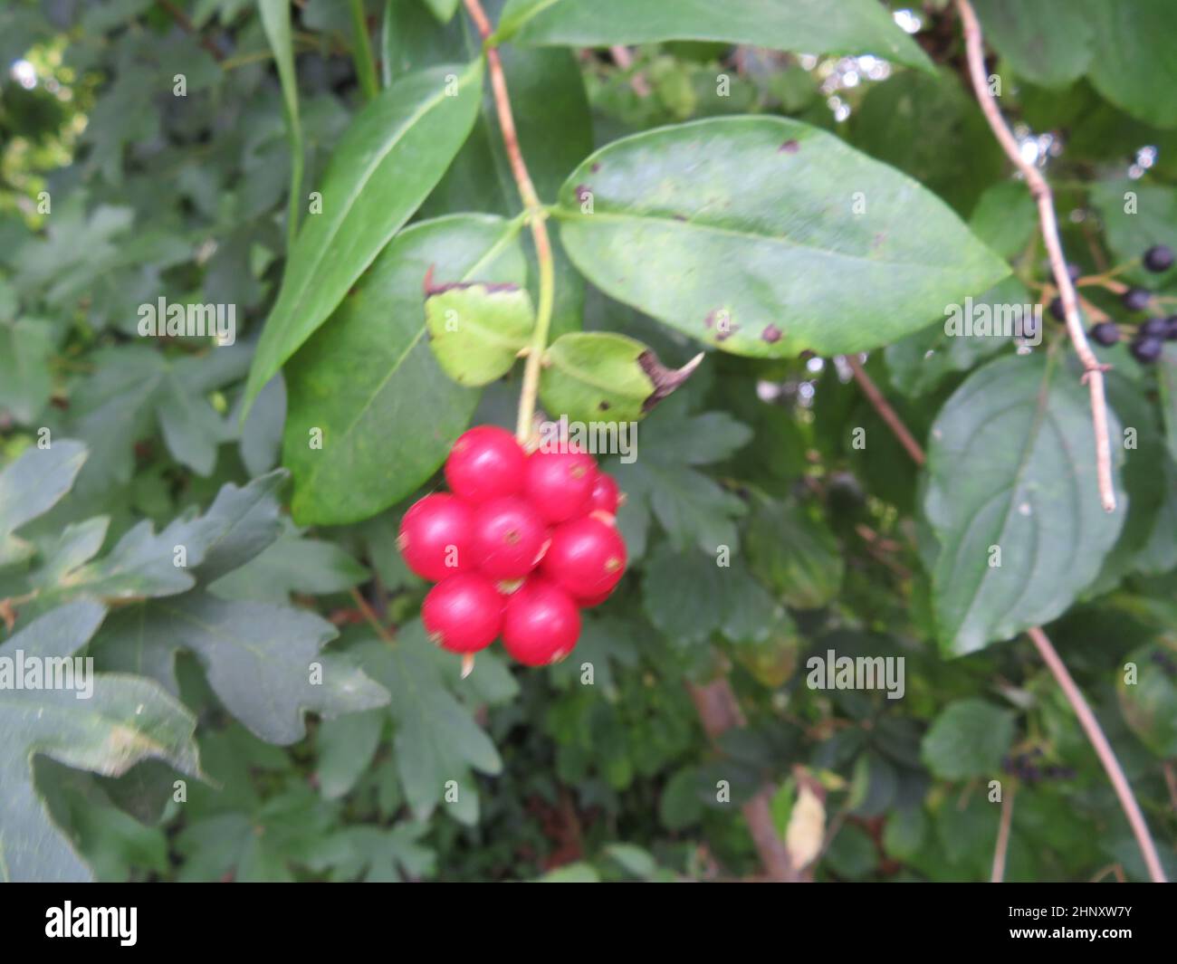 beautiful natural forest berries of good color and better smell Stock Photo