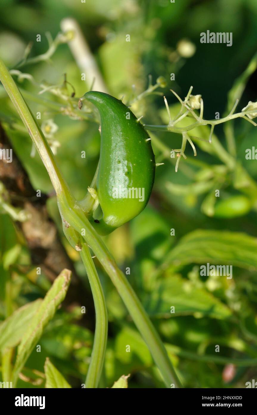 Achocha growing in a garden Stock Photo