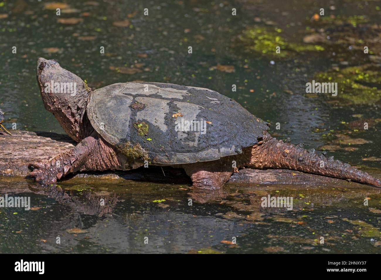 Snapping Turtle Enjoying the Spring Sun in Cuyahoga Valley National