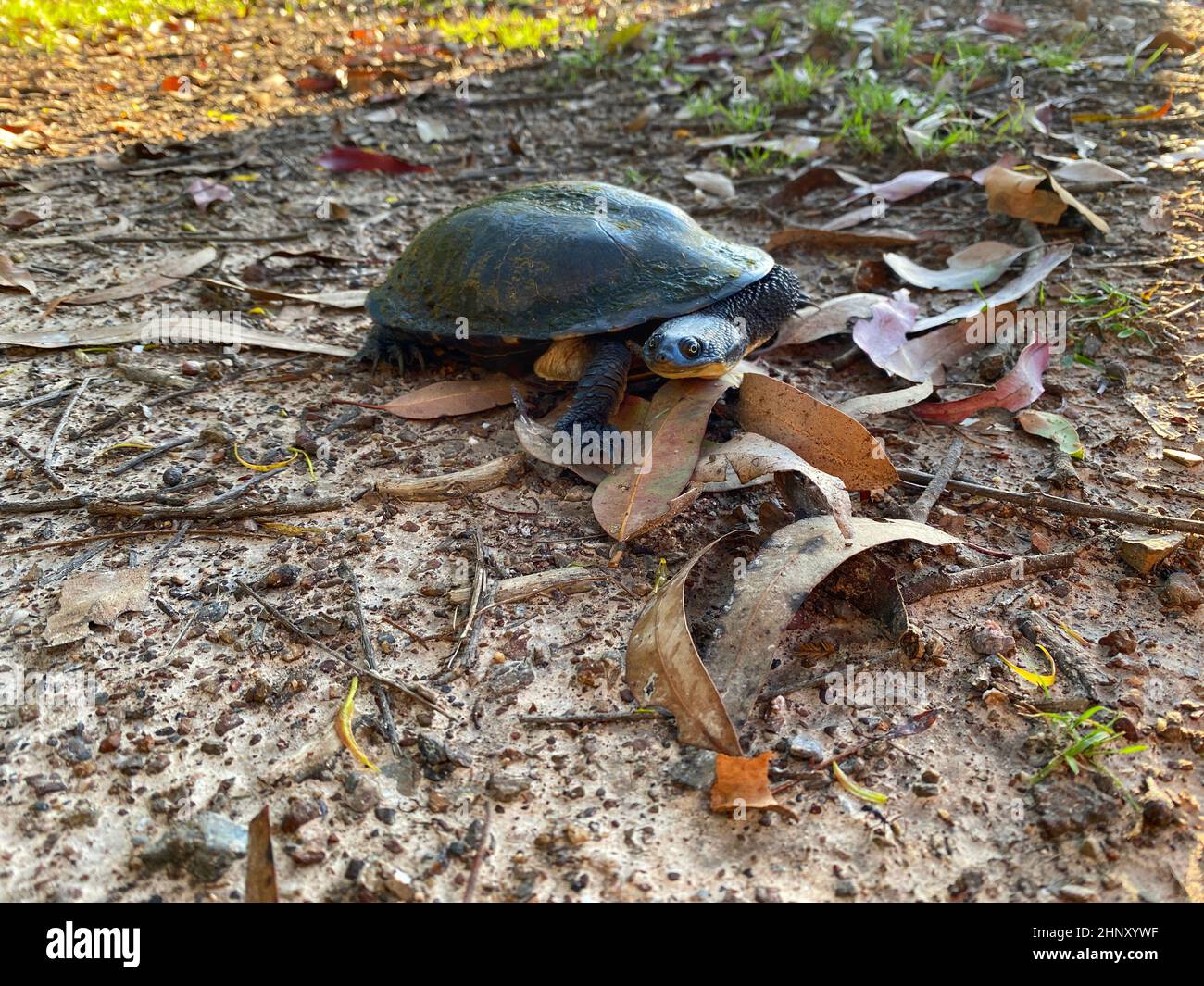 An Eastern Snake-necked Turtle on a dirt road Stock Photo