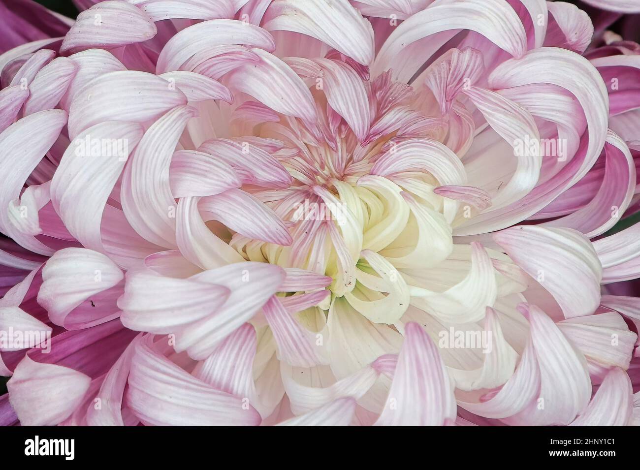 Macro of the center of a pink and white spider mum. Stock Photo