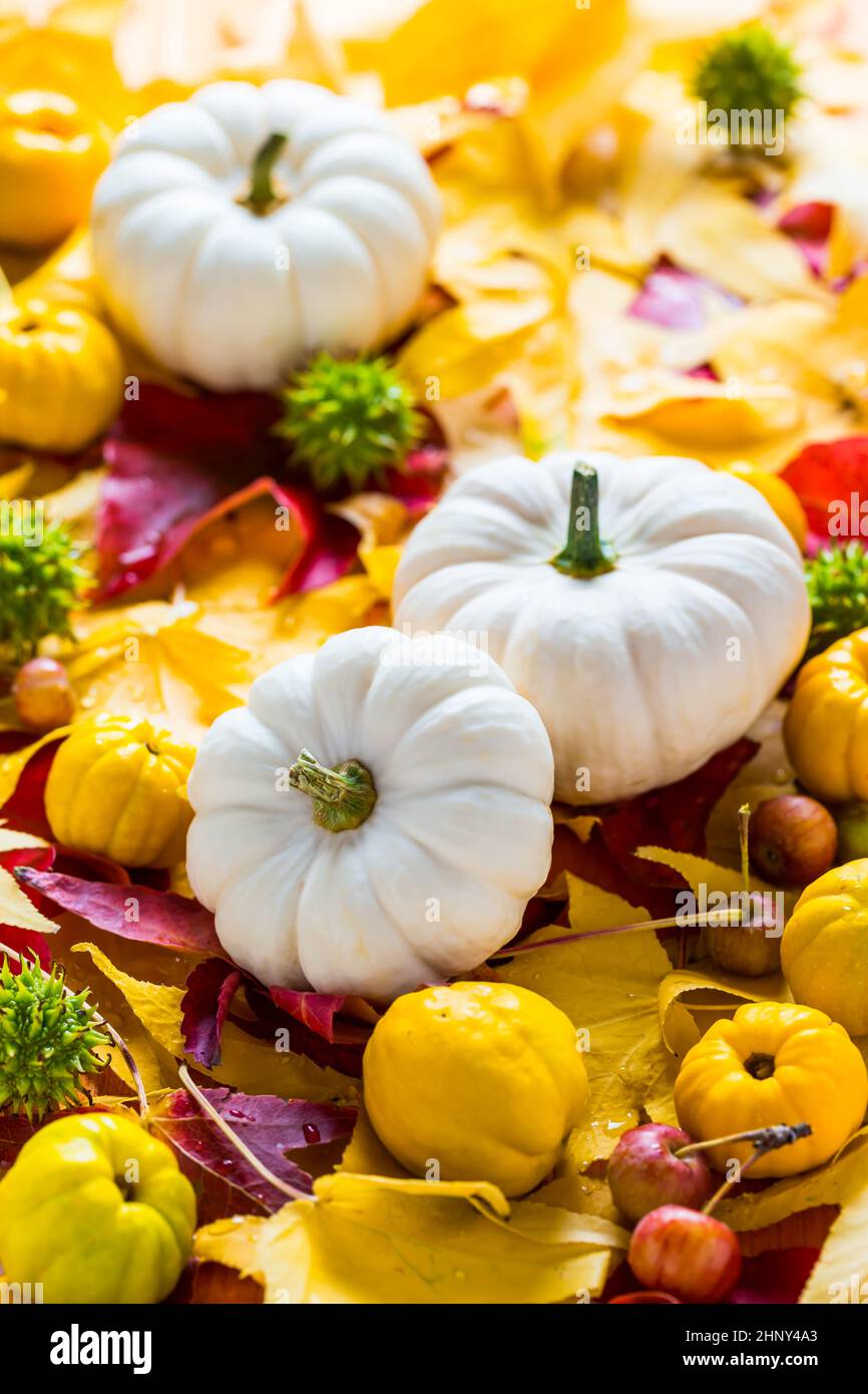 White pumpkins with autumn leaves and fruits for Thanksgiving Stock ...