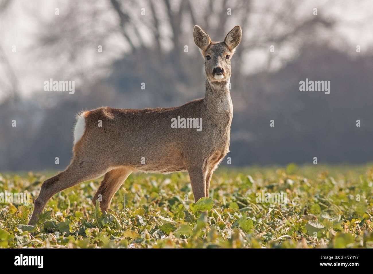 Spring in the nature. Roe deer, Capreolus capreolus, doe on rapessed field. Wild animal in winter coating. Stock Photo