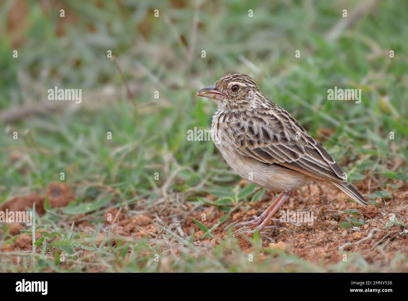 Oriental Skylark - Alauda gulgula, beautiful song bird from Asian grasslands and meadows, Sri Lanka. Stock Photo