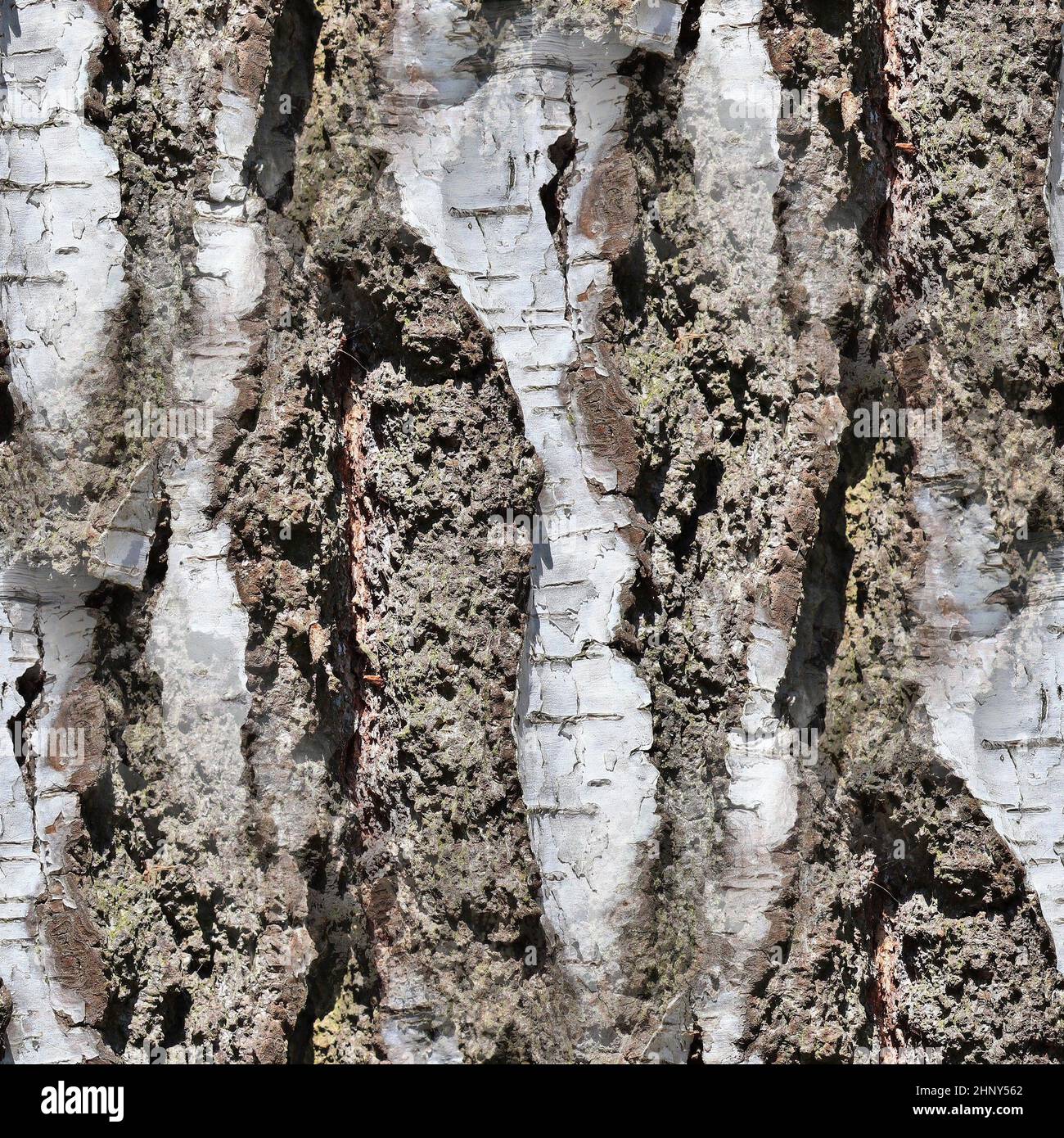 Photo realistic seamless texture pattern of tree bark in high