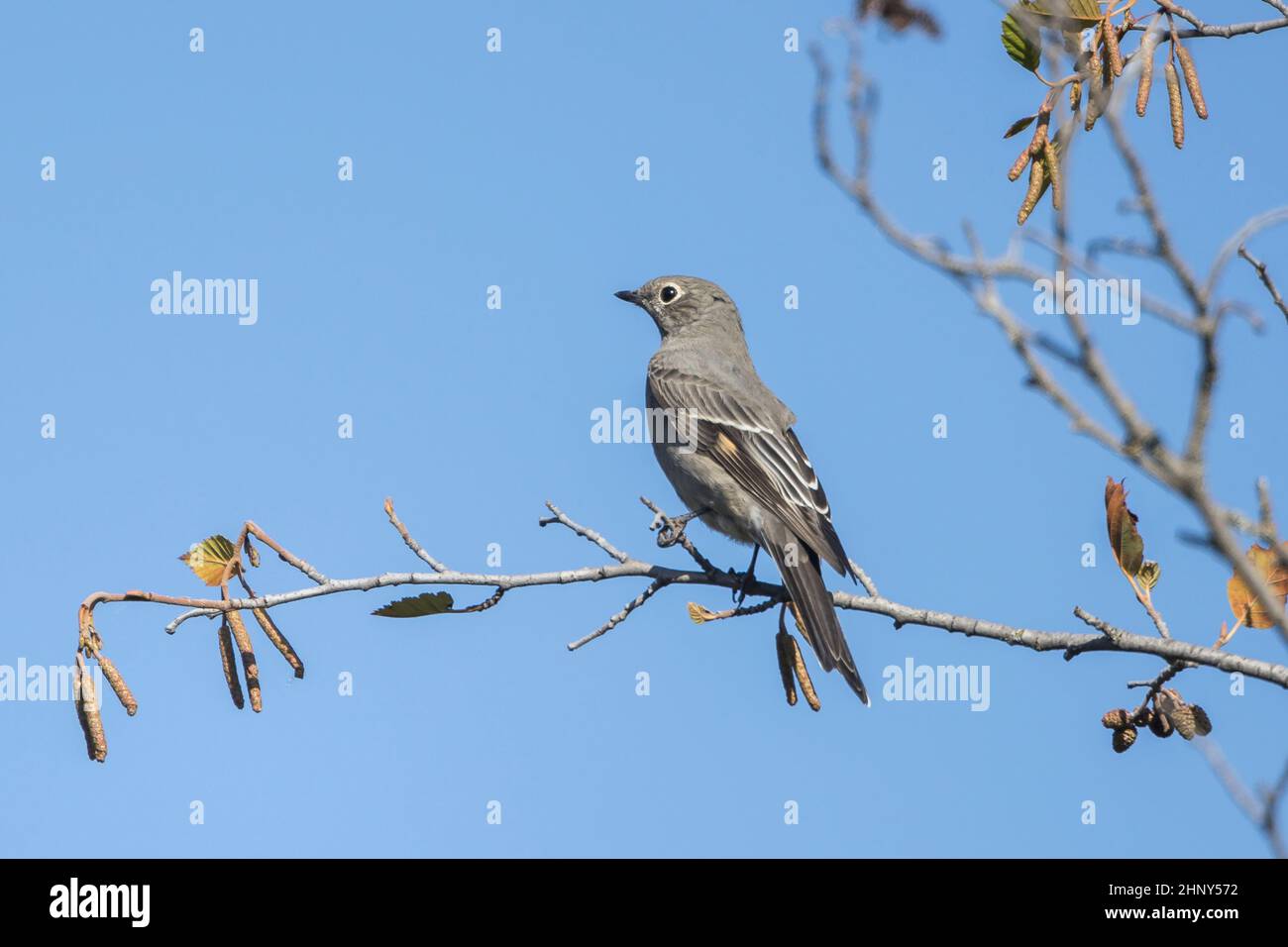 Western mockingbird hi-res stock photography and images - Alamy