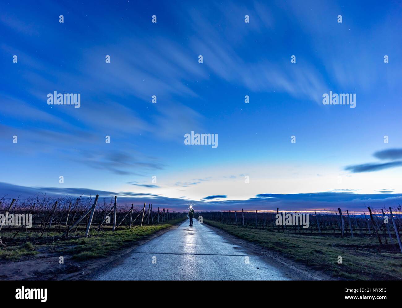 vineyard with sky before dawn Stock Photo