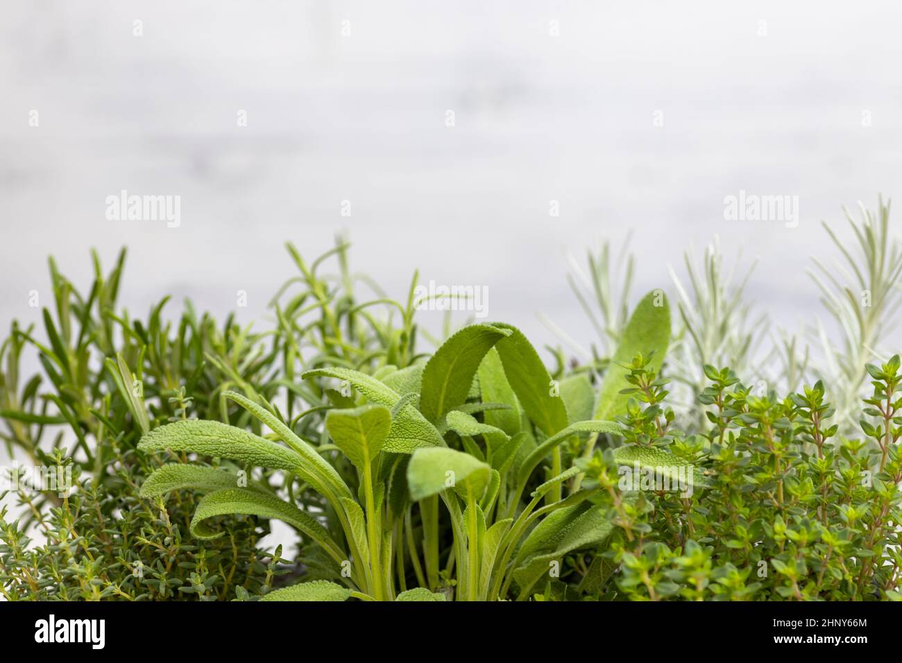 mix of herbs in a pot rosemary, thyme, sage, Italian smil and