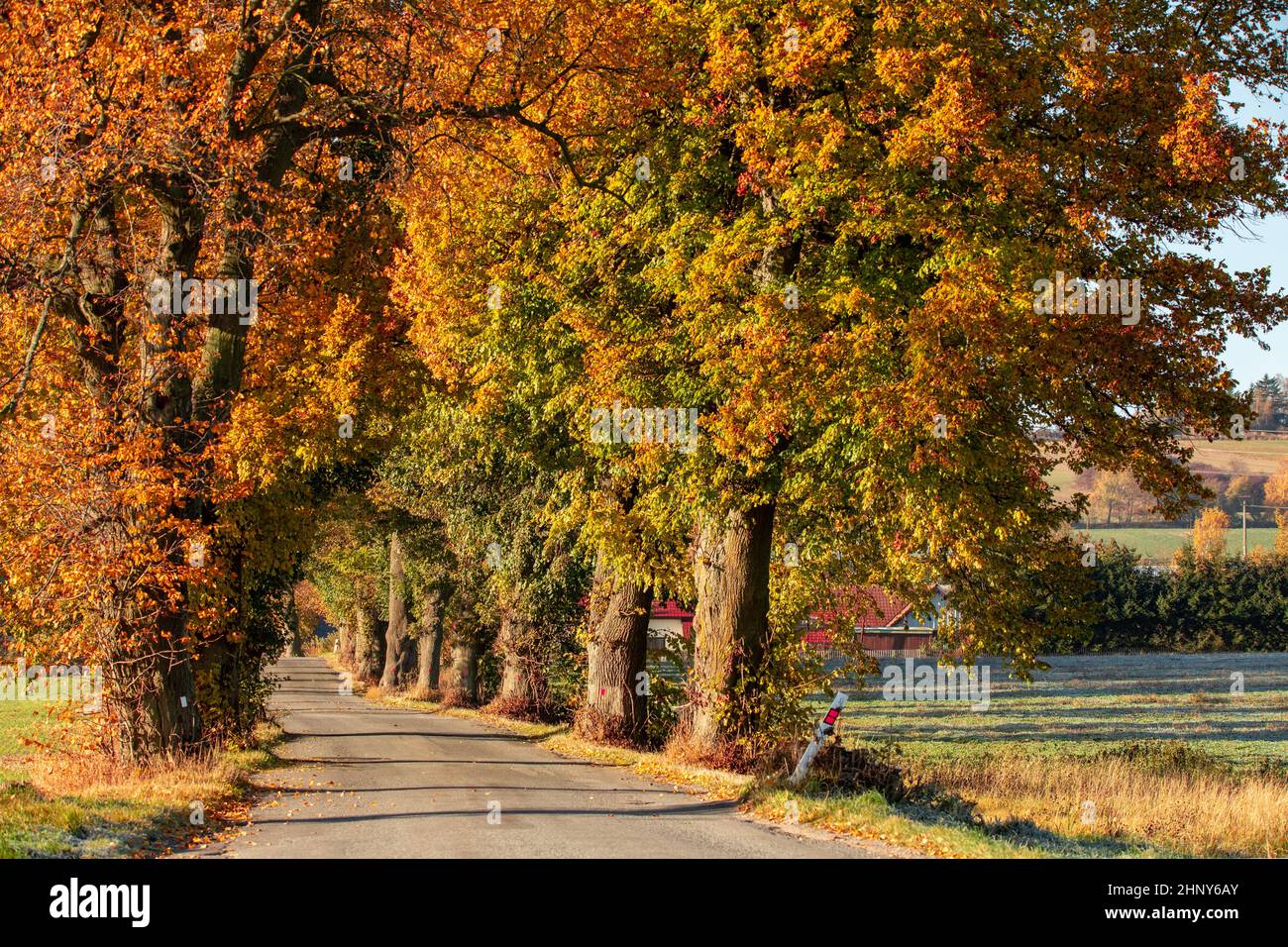 Beautiful asphalt road and tree alley. Summer rural landscape. Abstract colored vintage tone trees in rural countryside landscape. Beautiful Czech hig Stock Photo