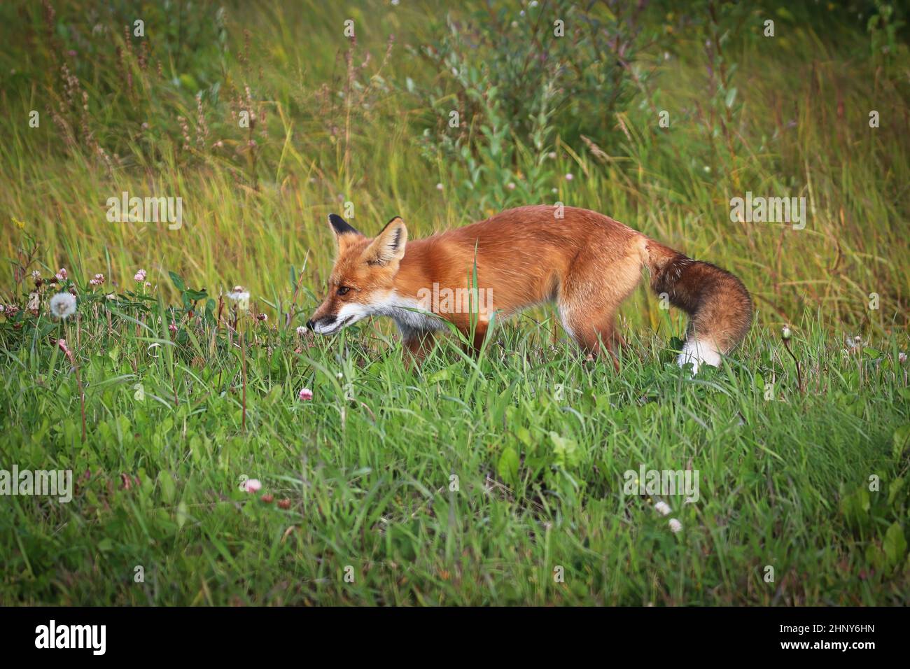 Closeup of a red fox hunting in grass Stock Photo - Alamy