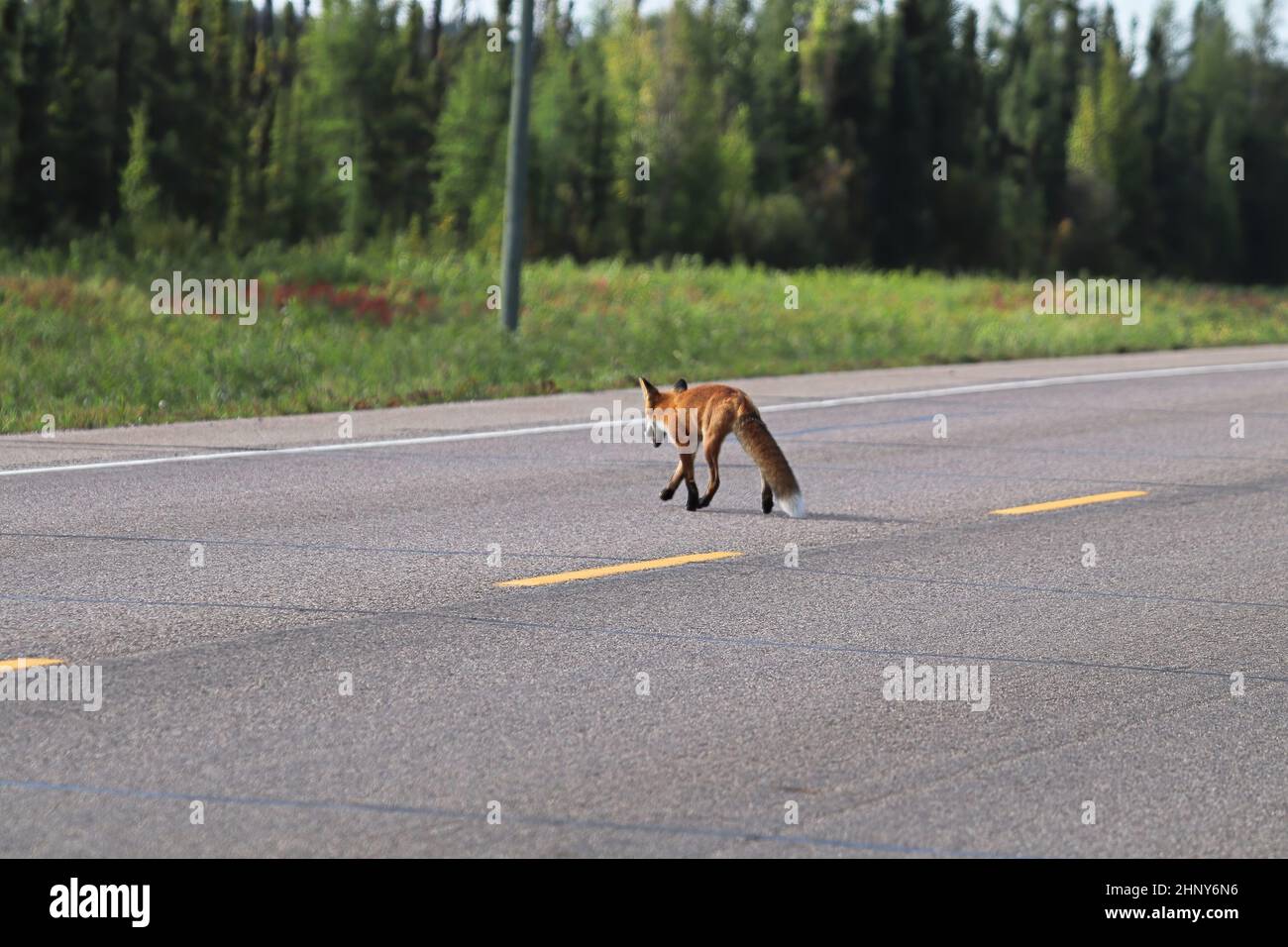 A fox crossing the highway in a forest area. Stock Photo