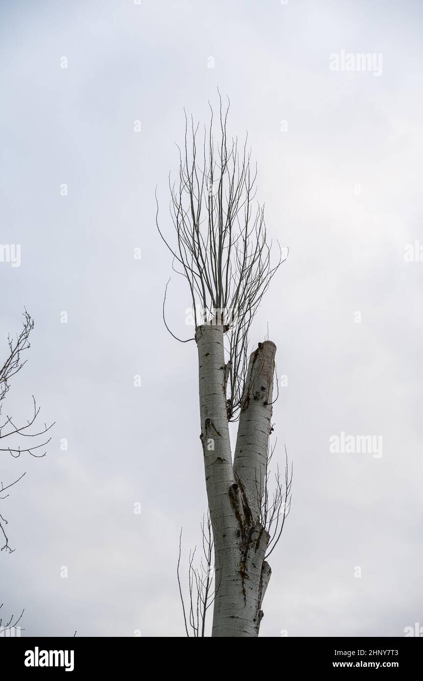 A poplar tree with its top cut off against an overcast sky. Thin