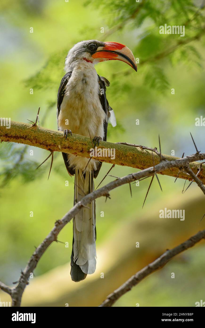 Von Der Decken's Hornbill - Tockus deckeni, beautiful colored hornbill from East African forests and woodlands, Tsavo East, Kenya. Stock Photo