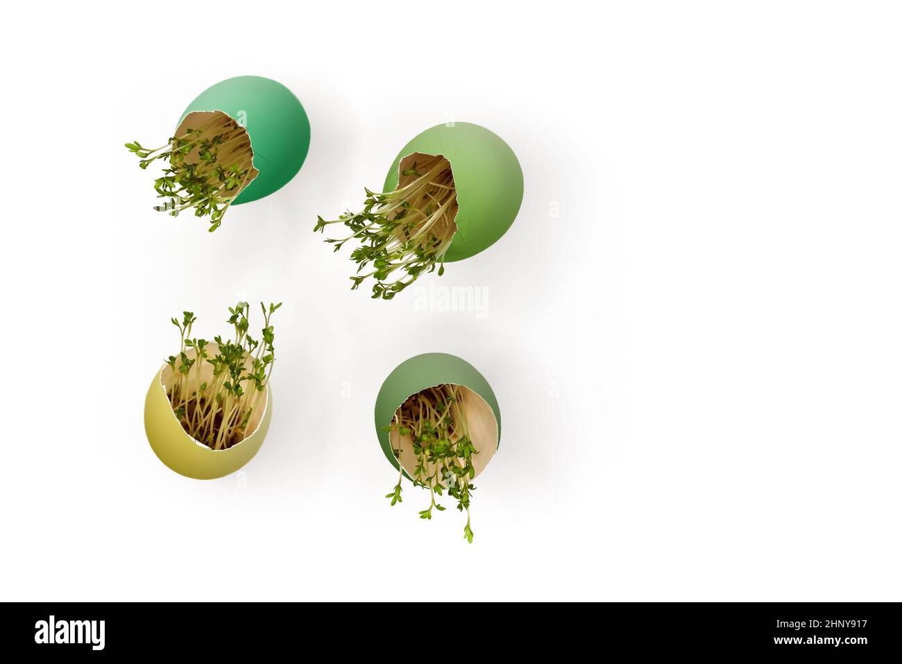 Painted Easter eggs with sprouted green sprouts on a white background with copy space Stock Photo