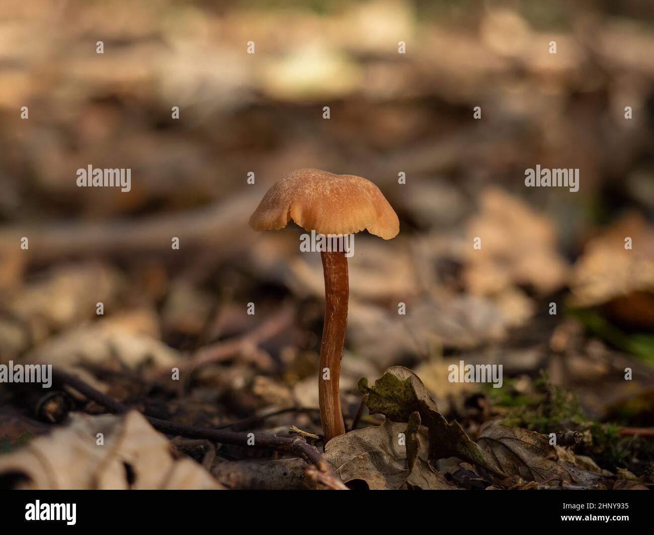 Deceiver mushroom in English woodland. Stock Photo