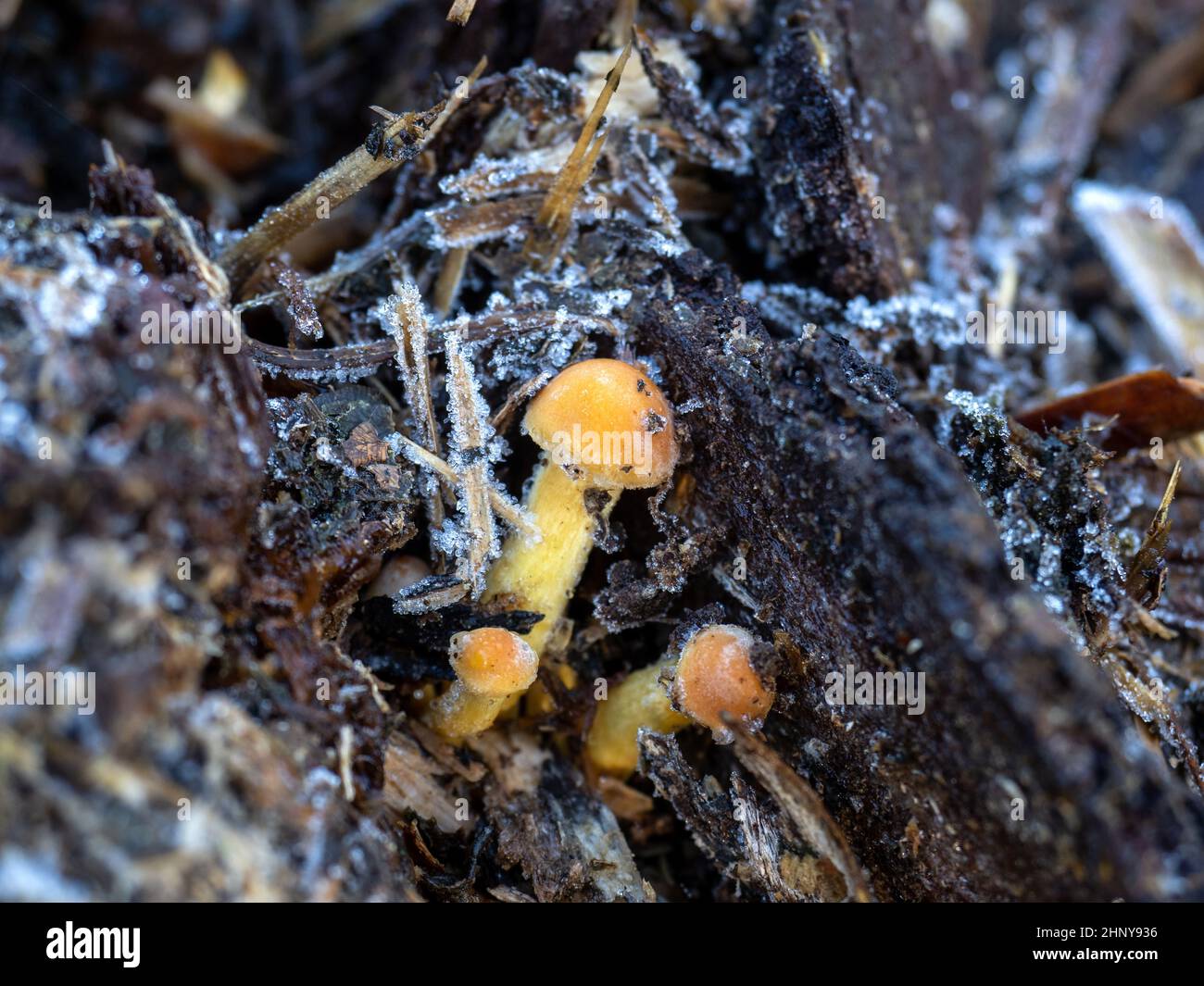 Tiny fungi on animal dung during frost Stock Photo