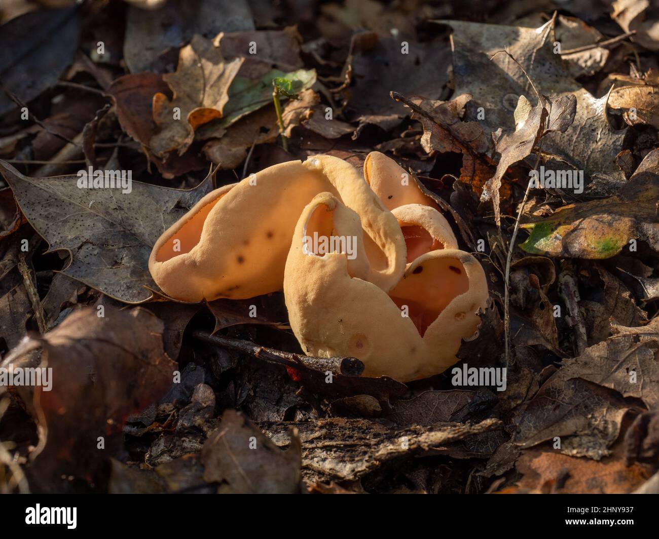 Hare's Ear fungus in English woodland. Stock Photo