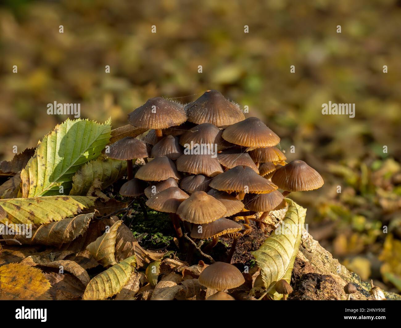 Fungi of Bonnet species in woodland, with Bonnet mould growing on caps. Stock Photo