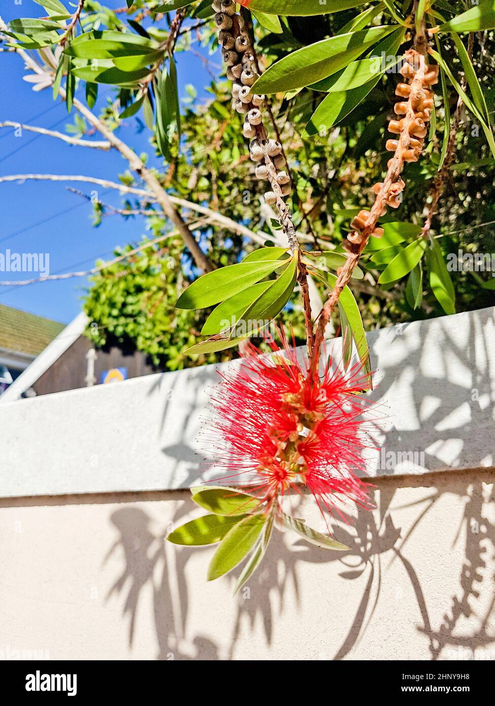Bottlebrush Callisteon beautiful hedge plant in Cape Town. Stock Photo
