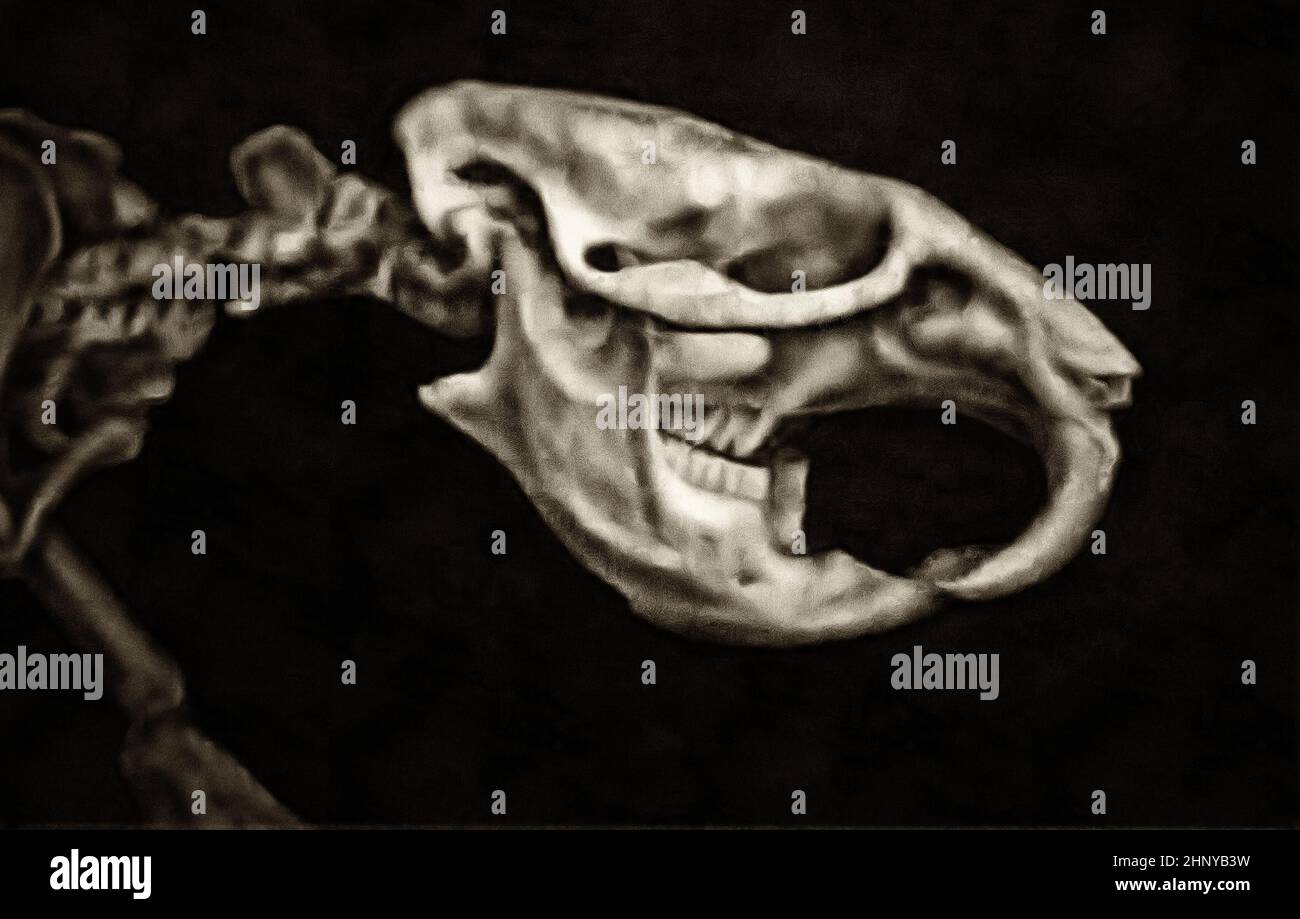 Picture skull animals hires stock photography and images Alamy
