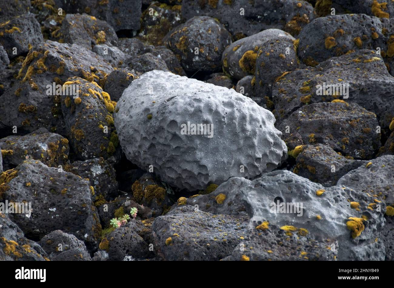 Bumpy volcanic rock with dimples and lichen moss near Snæfellsjökull, Iceland Stock Photo