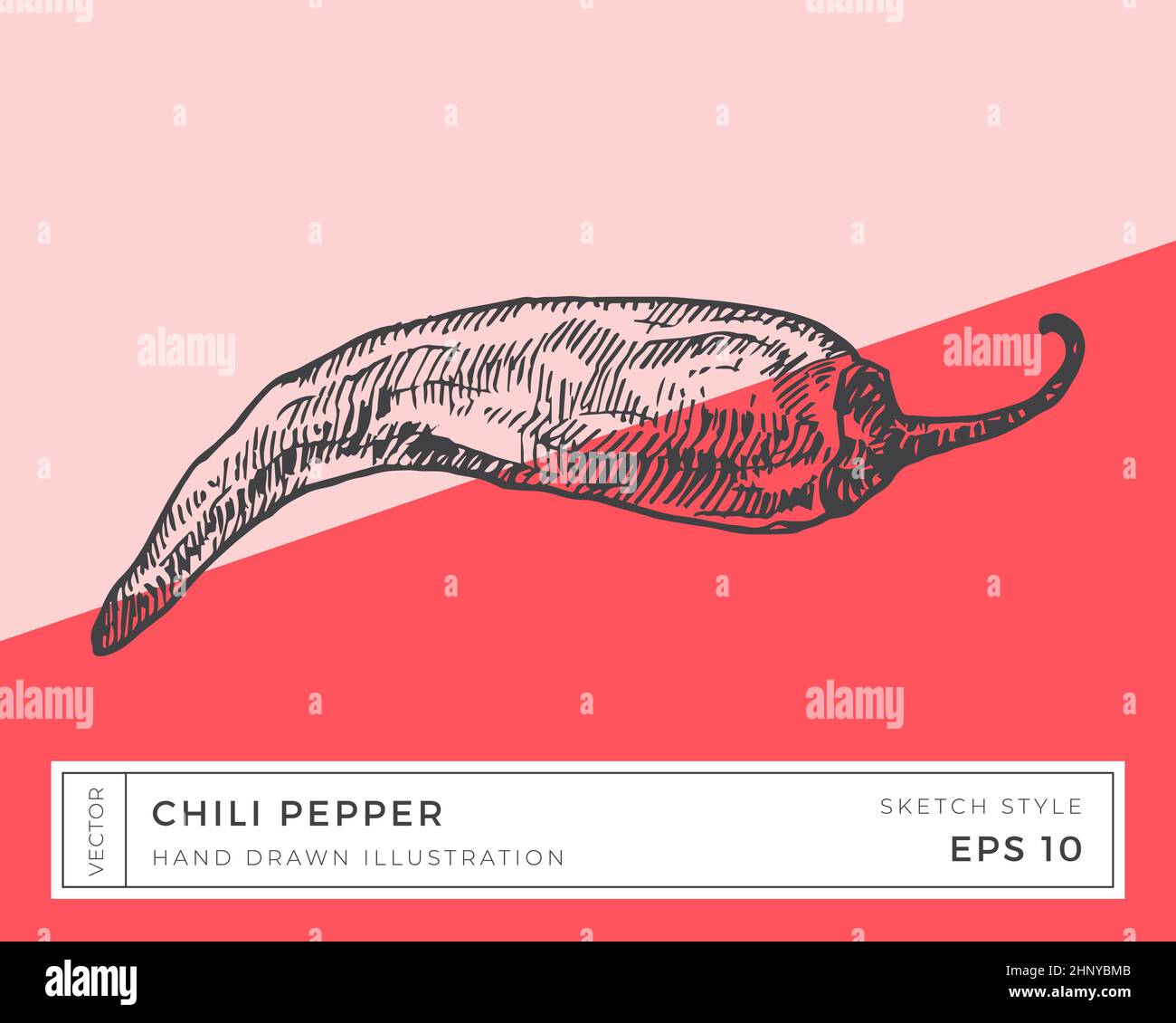 Hand Drawn Vector Hot Chili Pepper Vegetable Illustration. Vegan Based ...