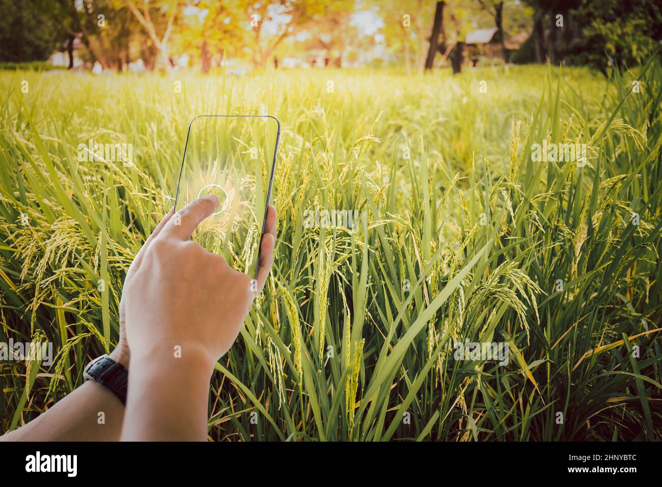 Green rice field with paddy riceat sunrise Stock Photo - Alamy