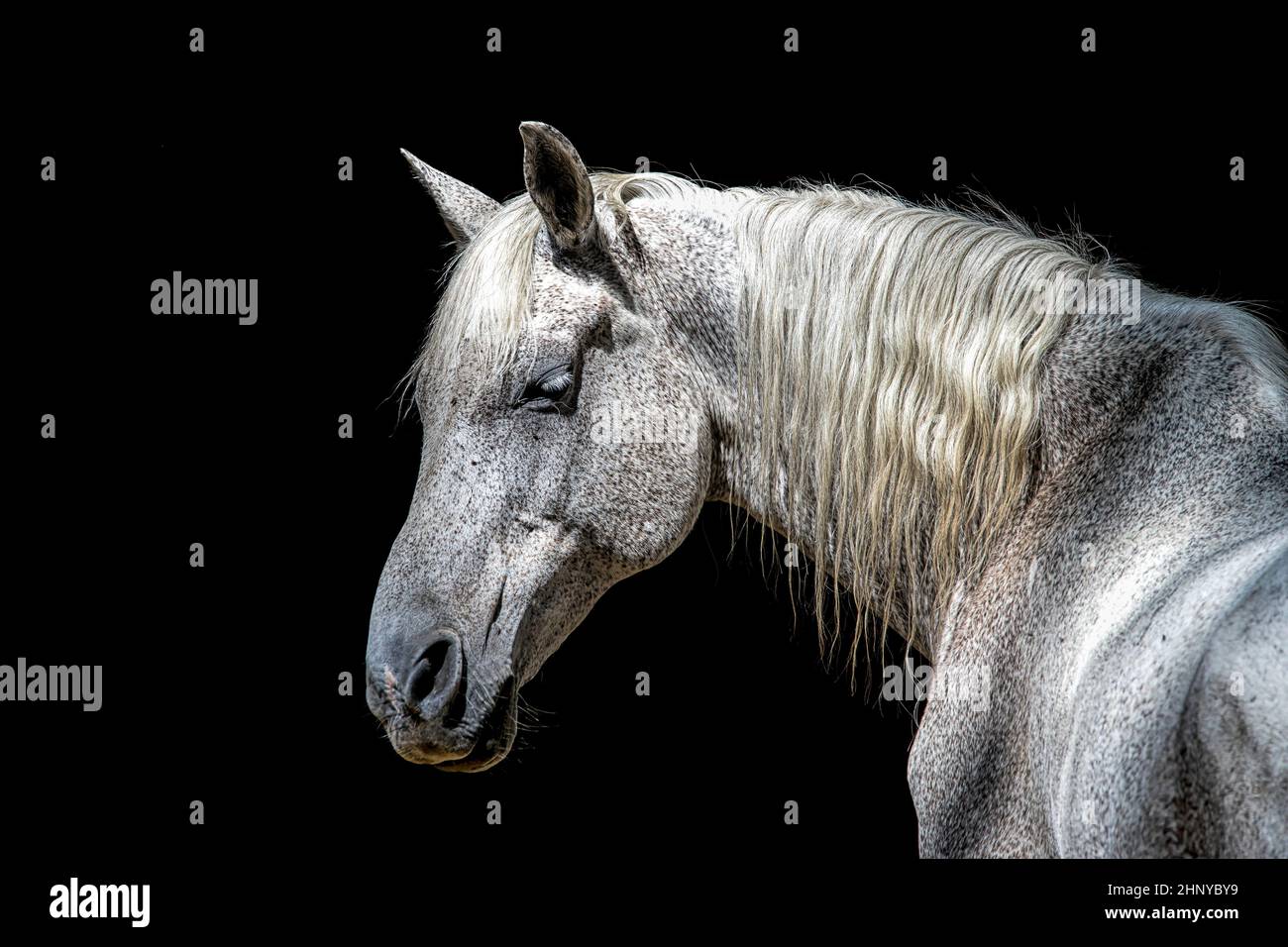 A beautiful portraiture of a white horse against a dark background with doppled sunlight. Stock Photo