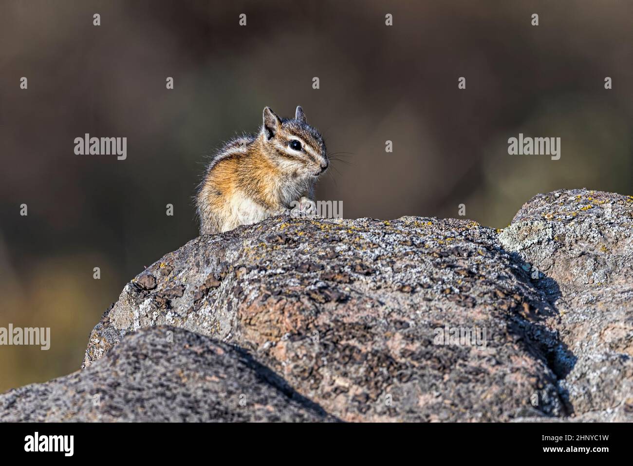 A small chipmunk is perched on a rock at Turnbull Wildlife Refuge near Cheney, Washington. Stock Photo