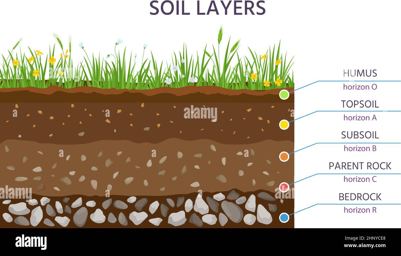 Soil structure layers, ground cross section education diagram. Grass, humus, topsoil, subsoil, parent rock and bedrock. Geology vector banner. Scienti Stock Vector