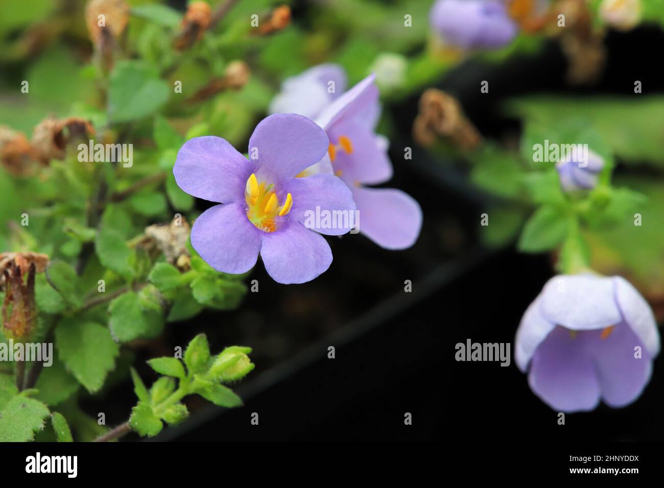 Purple and yellow delicated flowers on a Water Hyssop. Stock Photo
