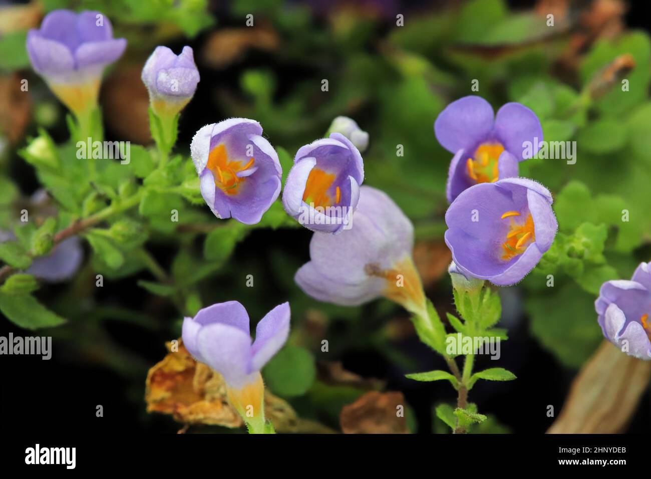Purple and yellow delicated flowers on a Water Hyssop. Stock Photo