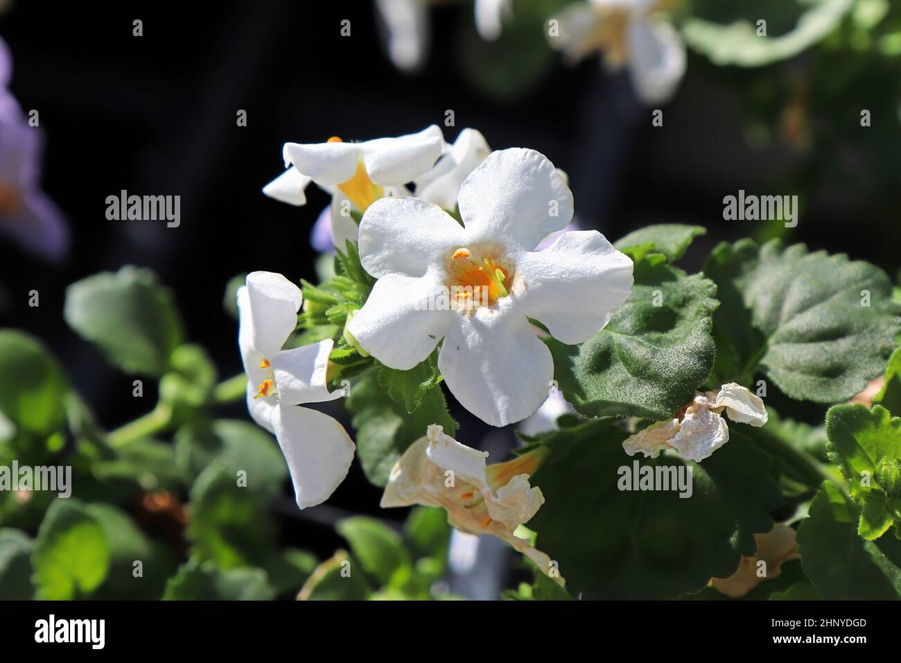 White and yellow delicated flowers on a Water Hyssop. Stock Photo