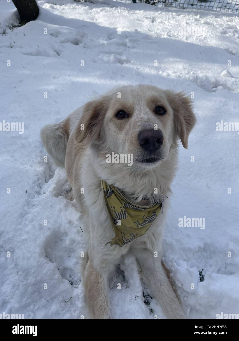 Beige dog with a collar on the snow in the park in the winter Stock