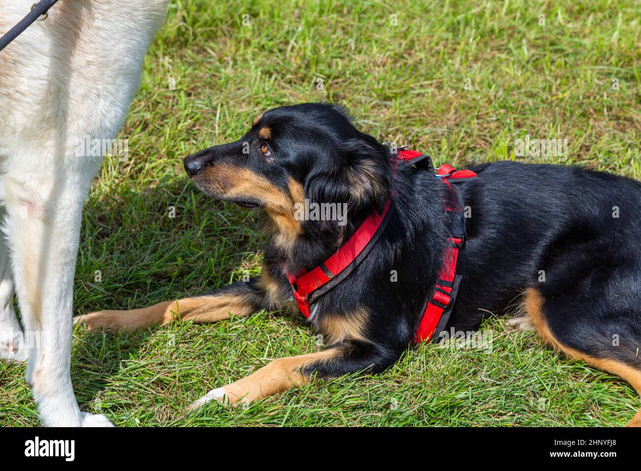 Submissive dog hires stock photography and images Alamy
