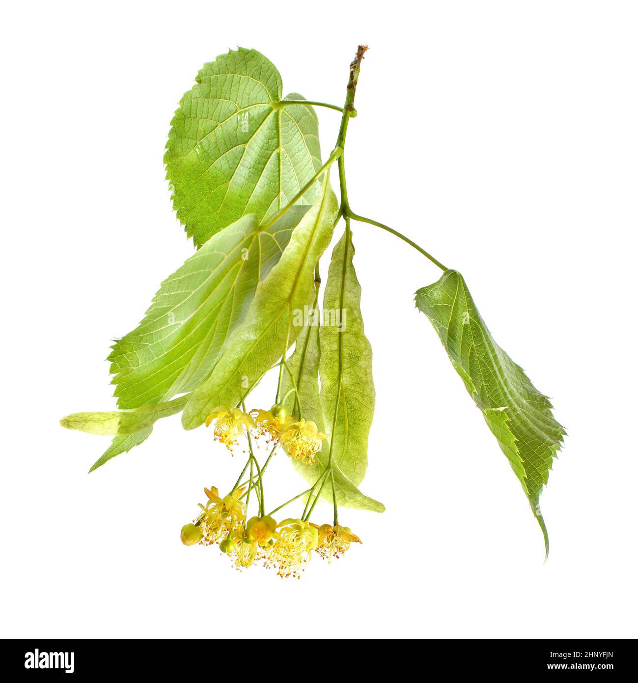 Close up macro of linden (Tilia platyphyllos / cordata) leaves and flowers, isolated on white background. Stock Photo