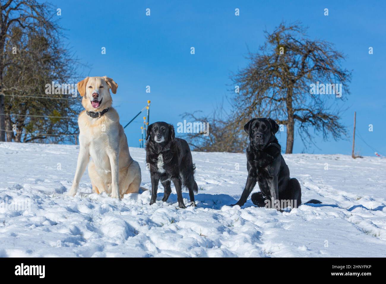 walk the dog with three dogs sitting in the snow Stock Photo - Alamy
