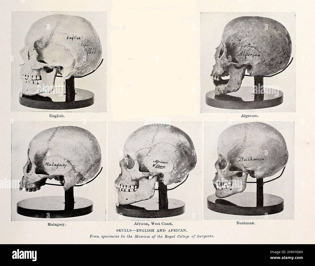 Skulls - English and African from The living races of mankind : a popular illustrated account of the customs, habits, pursuits, feasts & ceremonies of the races of mankind throughout the world Volume 1 by Sir Harry Hamilton Johnston, Henry Neville Hutchinson, Richard Lydekker and Dr. A. H. Keane published London : Hutchinson & Co. 1902 Stock Photo